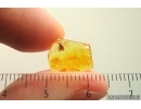 Moth fly Psychodidae. Fossil inclusion Baltic amber #13915
