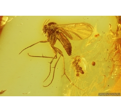 Fungus gnat Keroplatidae with Eggs. Fossil inclusions Baltic amber Stone #13917