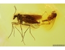 Dark-Winged fungus Gnats Sciaridae in Mating Dance. Fossil inclusions Baltic amber #13918