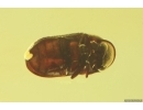 Spider beetle Ptinidae, Click beetle Elateroidea and More. Fossil inclusions Ukrainian Rovno amber #13920R