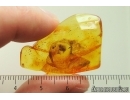 Tumbling Flower Beetle Mordellidae. Fossil inclusion Ukrainian Rovno amber #13921R