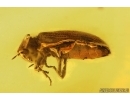 Nice Spider Beetle Ptinidae. Fossil insect in Baltic amber #13923