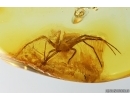 Spider Araneae. Fossil inclusion Ukrainian Rovno amber stone #13924R