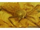 Spider Araneae. Fossil inclusion Ukrainian Rovno amber stone #13924R