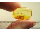 Spider Araneae. Fossil inclusion Ukrainian Rovno amber stone #13924R