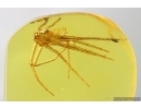 Nice Spider Exuvia Araneae. Fossil inclusion Ukrainian Rovno amber stone #13925R