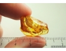Spider Araneae in Spider web. Ukrainian Rovno amber stone #13926R