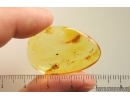 Spider Araneae. Fossil inclusion Ukrainian Rovno amber stone #13927R