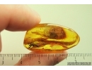 Spider Araneae. Fossil inclusion Ukrainian Rovno amber stone #13928R