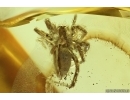 Nice Spider Araneae. Fossil inclusion Ukrainian Rovno amber stone #13929R