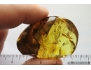 Nice Spider Araneae. Fossil inclusion Ukrainian Rovno amber stone #13929R