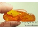 Nice spider Araneae. Fossil inclusion in Baltic amber stone with natural hole #13930
