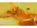 Two spiders probably in Mating dance and Aphid. Fossil inclusions in Baltic amber stone with natural hole #13931