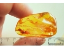 Two spiders probably in Mating dance and Aphid. Fossil inclusions in Baltic amber stone with natural hole #13931