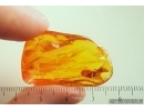 Two spiders probably in Mating dance and Aphid. Fossil inclusions in Baltic amber stone with natural hole #13931