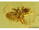 Nice Rare Nymph Psocid Psocoptera. Fossil insect in Baltic amber #13932