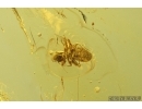Nice Rare Nymph Psocid Psocoptera. Fossil insect in Baltic amber #13932