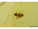 Nice Rare Nymph Psocid Psocoptera. Fossil insect in Baltic amber #13932