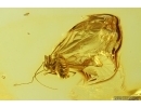 Nice Psocid Psocoptera. Fossil insect Baltic amber #13933