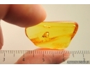 Nice Psocid Psocoptera. Fossil insect Baltic amber #13933
