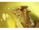 Nice Psocid Psocoptera. Fossil insect Baltic amber #13934