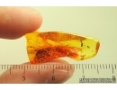 Nice Psocid Psocoptera. Fossil insect Baltic amber #13934