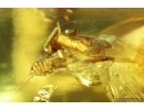 Nice Psocid Psocoptera. Fossil insect Baltic amber #13934