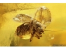Nice Psocid Psocoptera. Fossil insect Baltic amber #13934