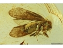 Rare nice Psocid Psocoptera. Fossil insect in Ukrainian Rovno amber #13935R