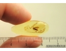 Rare nice Psocid Psocoptera. Fossil insect in Ukrainian Rovno amber #13935R