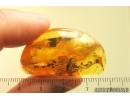 Nice Snipe Fly, Rhagionidae. Fossil insect in Ukrainian amber stone #13936R