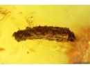 Sciaridae Dark-Winged fungus gnats Mating (Copula) Caterpillar case and More. Fossil inclusions in Ukrainian Rovno amber #13937R