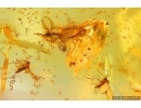 Sciaridae Dark-Winged fungus gnats Mating (Copula) Caterpillar case and More. Fossil inclusions in Ukrainian Rovno amber #13937R