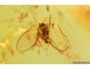 Sciaridae Dark-Winged fungus gnats Mating (Copula) Caterpillar case and More. Fossil inclusions in Ukrainian Rovno amber #13937R