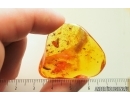Sciaridae Dark-Winged fungus gnats Mating (Copula) Caterpillar case and More. Fossil inclusions in Ukrainian Rovno amber #13937R