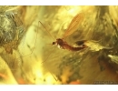 Nice Crane Fly Limoniidae, Big Caddisfly Trichoptera and Aphid Aphidoidea. Fossil inclusions Ukrainian Rovno amber #13939R