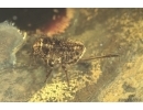 Nice Crane Fly Limoniidae, Big Caddisfly Trichoptera and Aphid Aphidoidea. Fossil inclusions Ukrainian Rovno amber #13939R