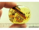 Nice Crane Fly Limoniidae, Big Caddisfly Trichoptera and Aphid Aphidoidea. Fossil inclusions Ukrainian Rovno amber #13939R