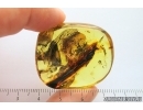 Nice Crane Fly Limoniidae, Big Caddisfly Trichoptera and Aphid Aphidoidea. Fossil inclusions Ukrainian Rovno amber #13939R