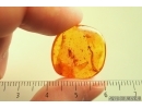 Nice Larva and many Dipterans. Fossil inclusions Baltic amber stone #13940