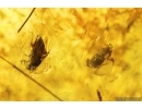 Long-legged fly Dolichopodidae and Brown Scavenger Beetle Latridiidae. Fossil inclusions Ukrainian Rovno amber #13941R