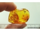 Long-legged fly Dolichopodidae and Brown Scavenger Beetle Latridiidae. Fossil inclusions Ukrainian Rovno amber #13941R