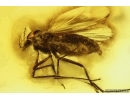 Nice True midge Chironomidae with Mite Acari. Fossil inclusions Ukrainian Rovno amber #13942R