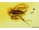 Nice True midge Chironomidae with Mite Acari. Fossil inclusions Ukrainian Rovno amber #13942R