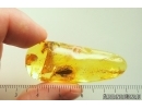 Nice Caddisfly Trichoptera. Fossil insect in Ukrainian Rovno amber #13943R