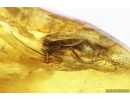 Nice Caddisfly Trichoptera. Fossil insect in Ukrainian Rovno amber #13944R