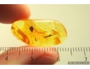 Nice Springtail Collembola. Fossil inclusion in Ukrainian amber #13945R