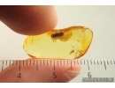 Nice Planthopper nymph Fulgoromorpha Fulgoridae. Fossil inclusions in Ukrainian Rovno amber #13947R