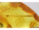 Very nice 18mm Stalactite. Fossil inclusion in Baltic amber stone #13948
