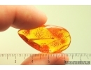 Very nice 18mm Stalactite. Fossil inclusion in Baltic amber stone #13948